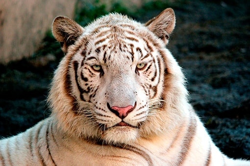 アニマルキングダム