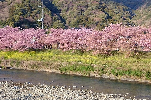 河津桜